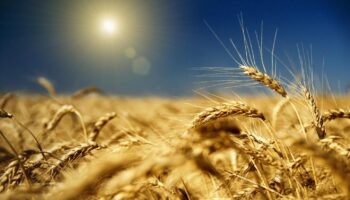 УКРАИНА УЖЕ ЭКСПОРТИРОВАЛА 1,2 МЛН ТОНН НОВОГО УРОЖАЯ